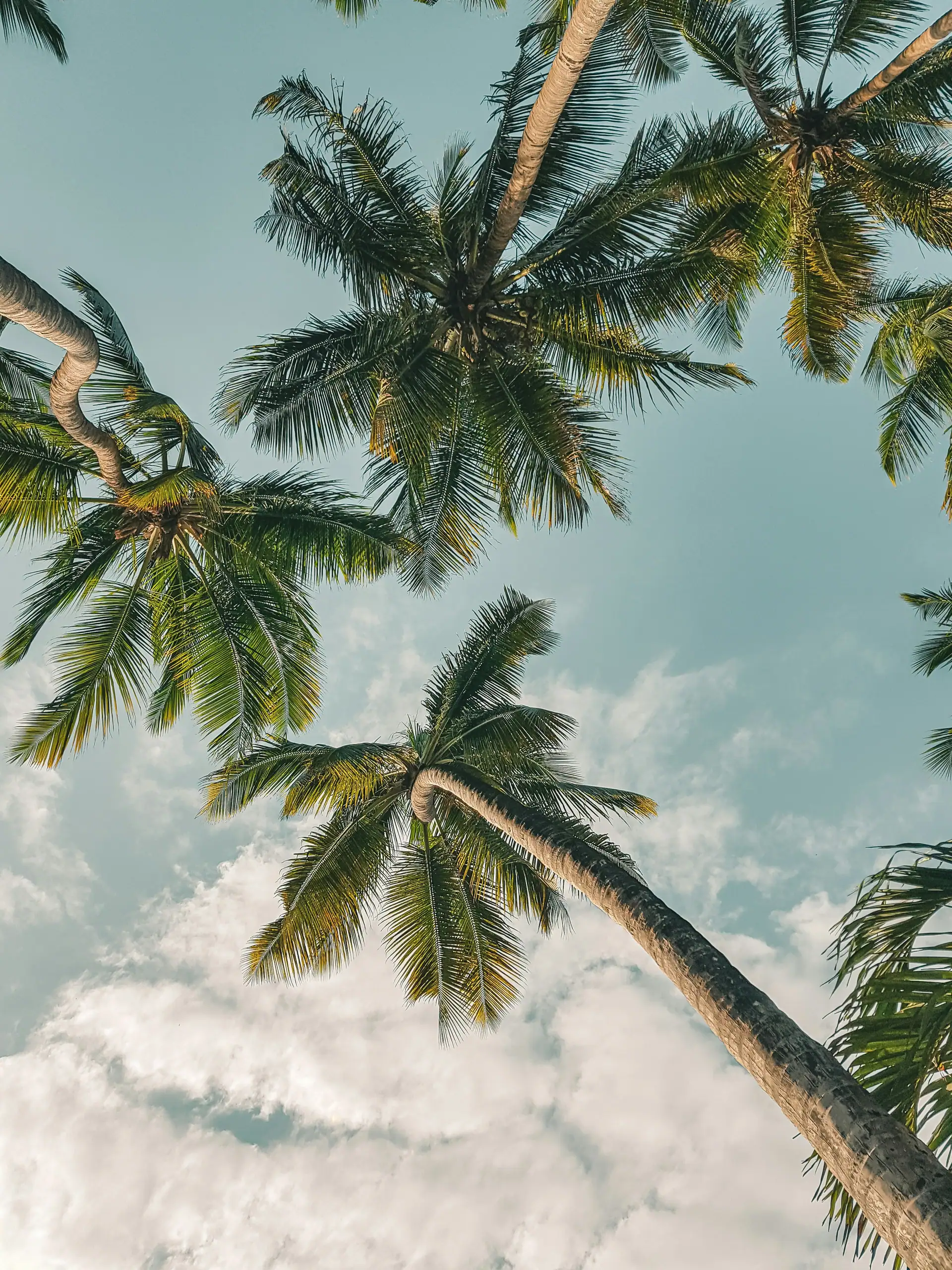 Coconut palms against the sky